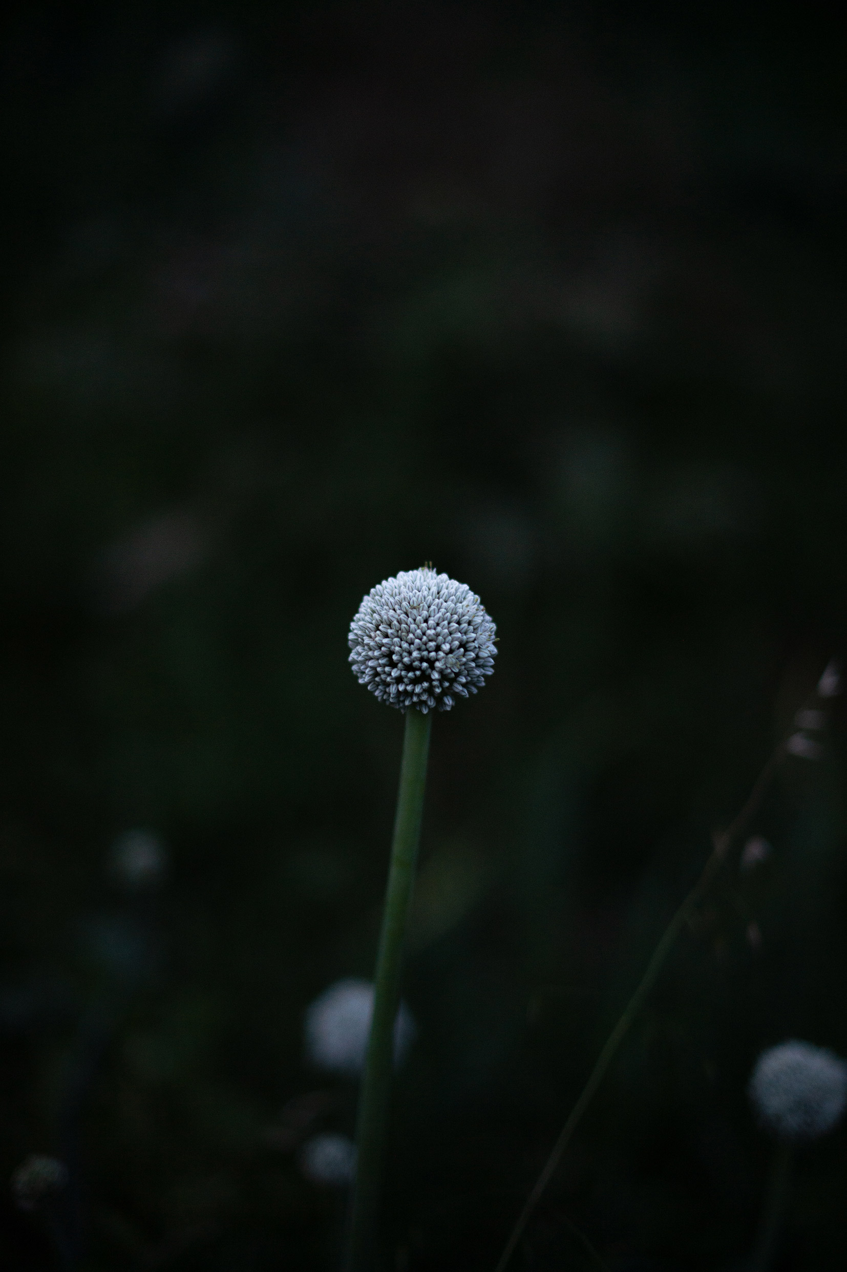 Le jardin fleur nuit/photos/10.jpg